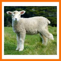 GYAPJÚ TARTALMÚ FONALAK