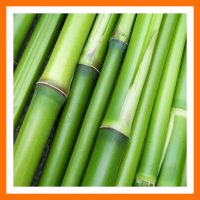 BAMBUSZ TARTALMÚ FONALAK