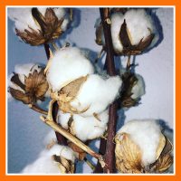 PAMUT TARTALMÚ FONALAK